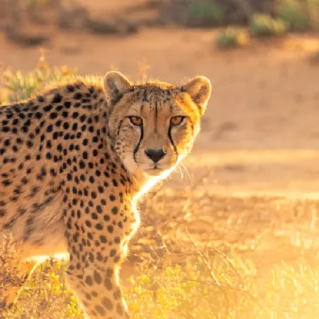 Tanzania safari wildlife and landscape