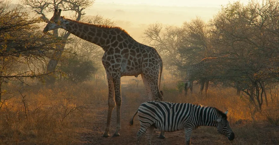 Elephants and wildlife in Tarangire National Park