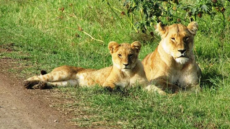 Wildlife game drive in Serengeti National Park