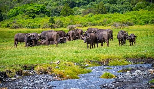 Tanzania safari wildlife and landscape