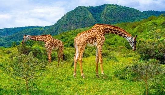 Tanzania safari wildlife and landscape
