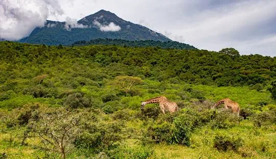 Tanzania safari wildlife and landscape