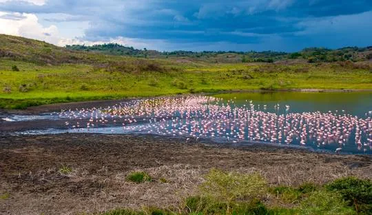 Tanzania safari wildlife and landscape