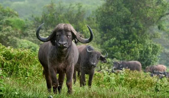 Tanzania safari wildlife and landscape