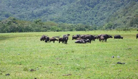 Tanzania safari wildlife and landscape