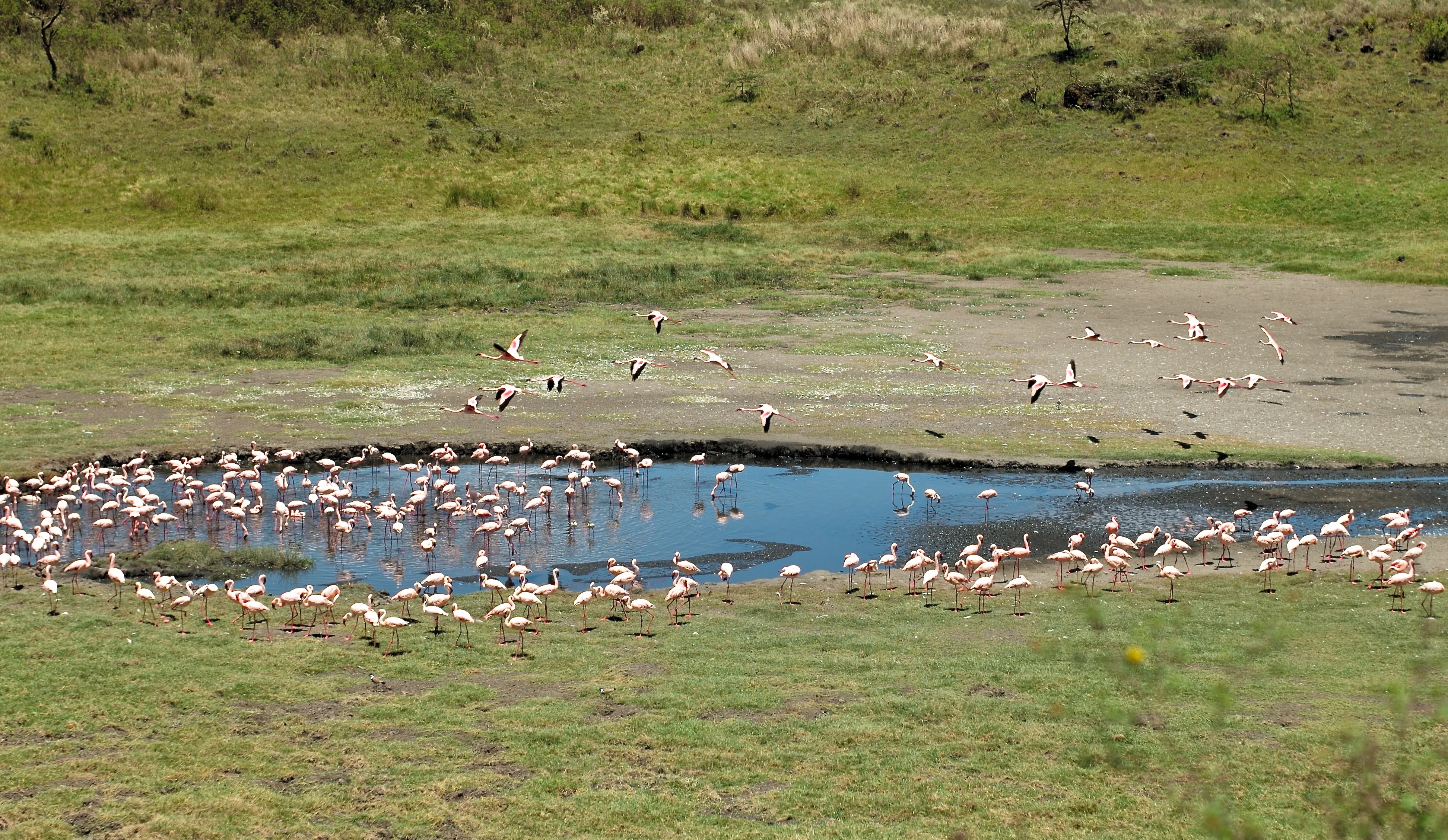 Tanzania safari wildlife and landscape