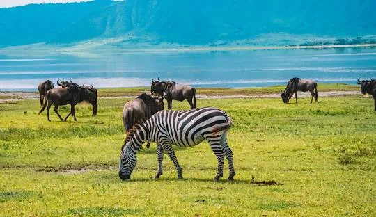 Tanzania safari wildlife and landscape