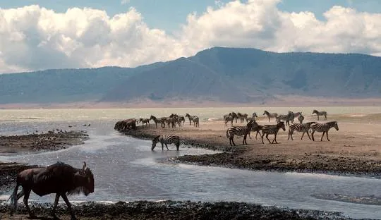 Tanzania safari wildlife and landscape