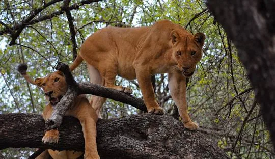 Tanzania safari wildlife and landscape