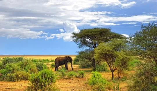 Tanzania safari wildlife and landscape