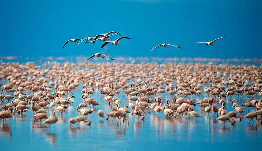Tanzania safari wildlife and landscape