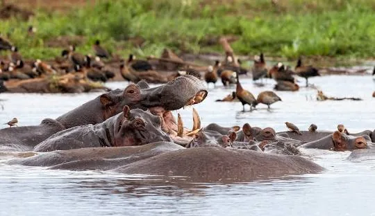Tanzania safari wildlife and landscape
