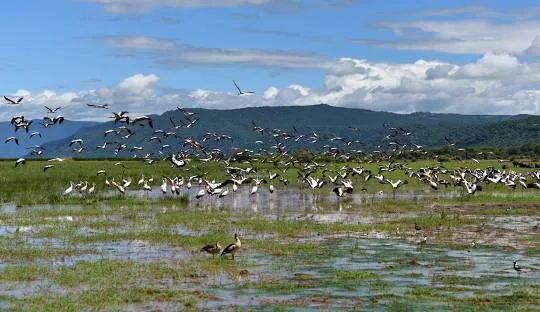 Tanzania safari wildlife and landscape