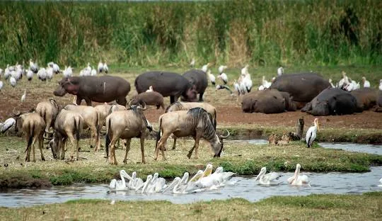 Tanzania safari wildlife and landscape