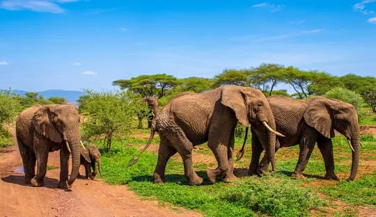 Tanzania safari wildlife and landscape
