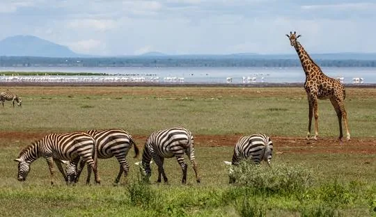 Tanzania safari wildlife and landscape
