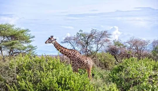 Tanzania safari wildlife and landscape