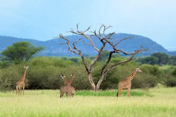 Tanzania safari wildlife and landscape