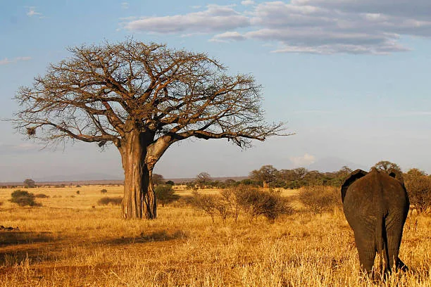 Tanzania safari wildlife and landscape