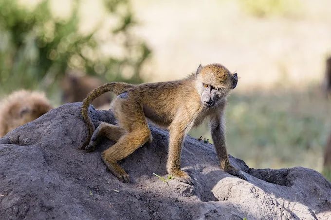 Tanzania safari wildlife and landscape