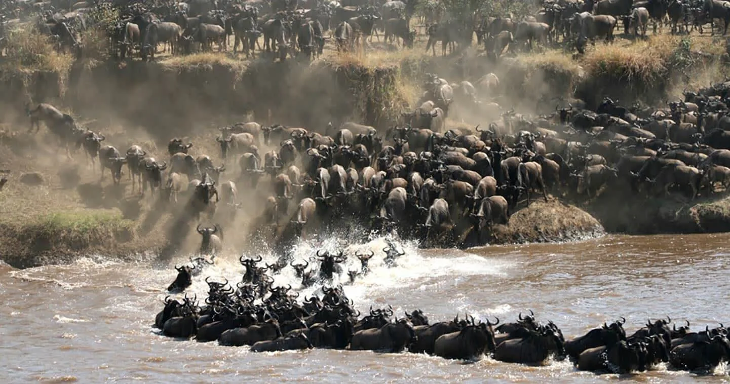 Wildlife game drive in Serengeti National Park