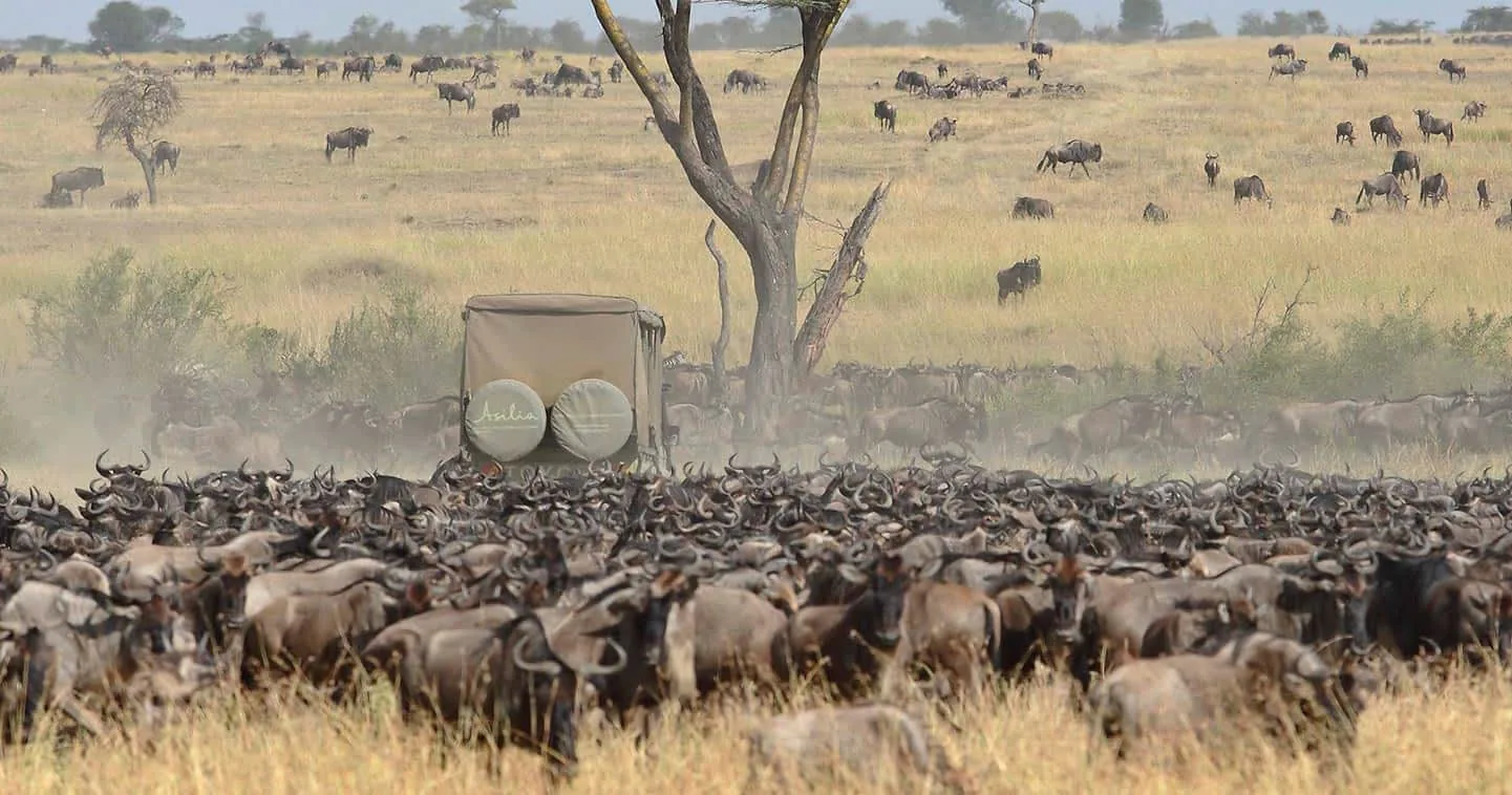 Wildlife game drive in Serengeti National Park