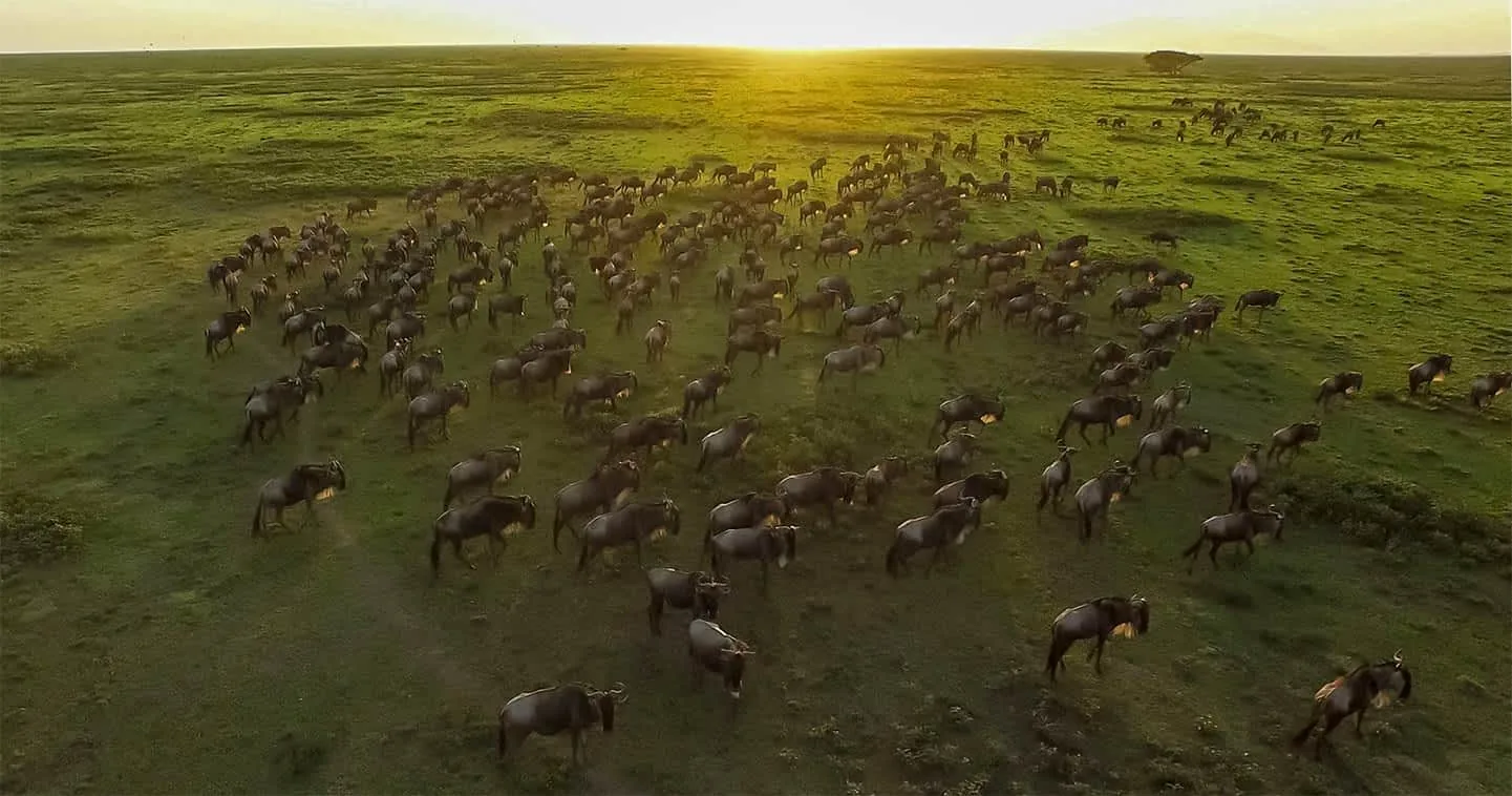 Wildlife game drive in Serengeti National Park