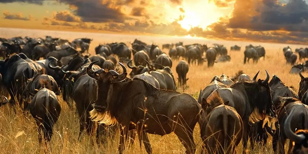 Wildlife game drive in Serengeti National Park