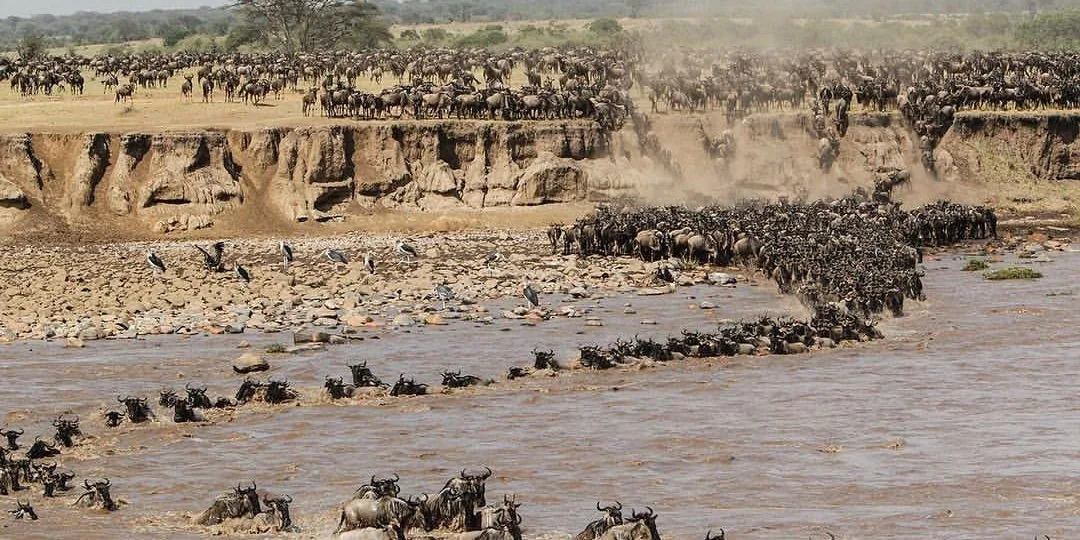 Wildlife game drive in Serengeti National Park