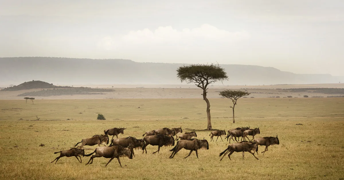 Wildlife game drive in Serengeti National Park