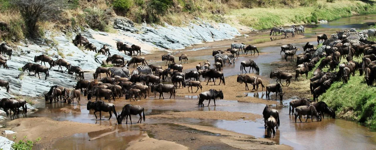 Wildlife game drive in Serengeti National Park