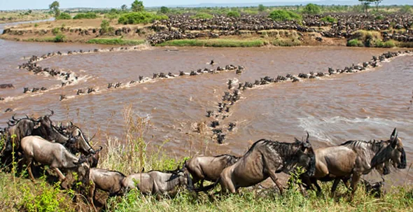 Wildlife game drive in Serengeti National Park