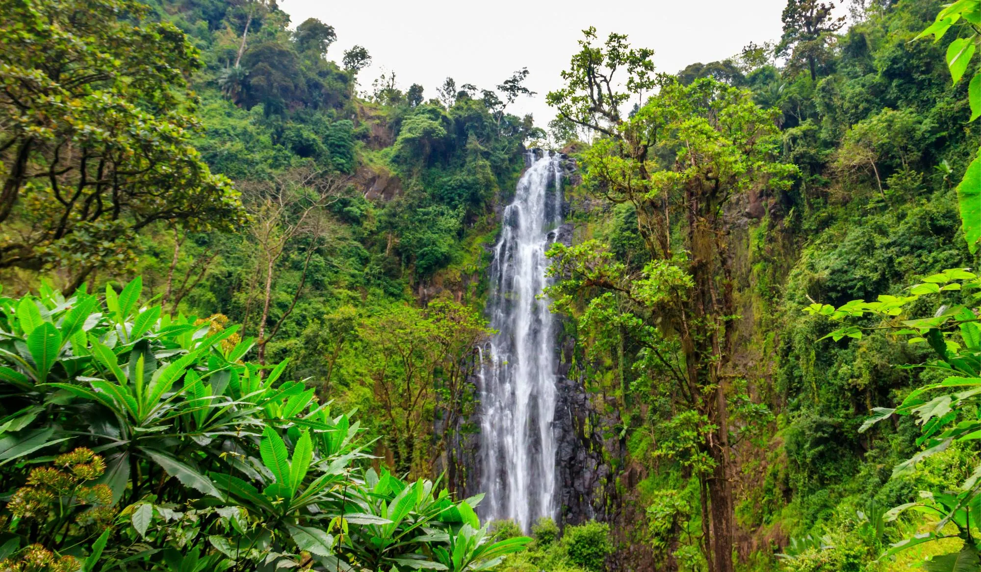 Tanzania safari wildlife and landscape