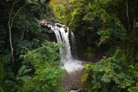 Marangu waterfall surrounded by lush forest