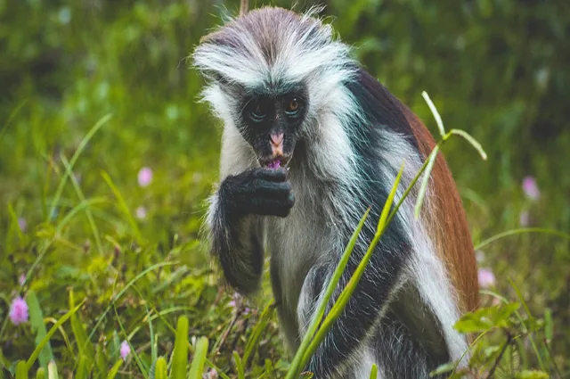 Red colobus monkey in Jozani Forest, Zanzibar