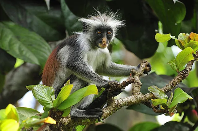 Red colobus monkey in Jozani Forest, Zanzibar