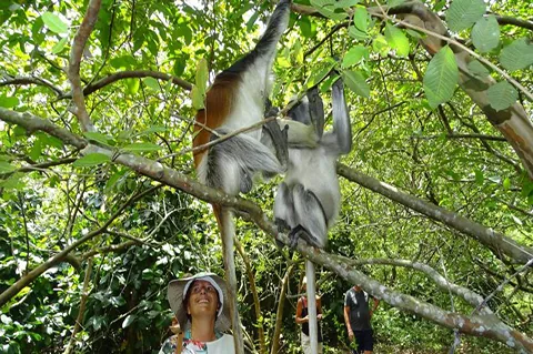 Red colobus monkey in Jozani Forest, Zanzibar